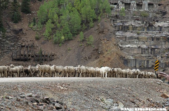 The great sheep shuffle