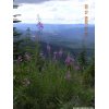 Fireweed at Huckleberry Hill, OR