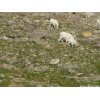 Mountain Goats in Glacier National Park