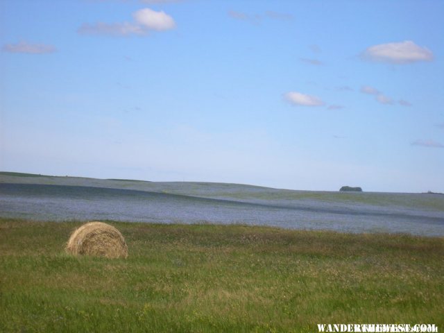 A blue field of Flax in ND