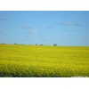A yellow field of canola in ND