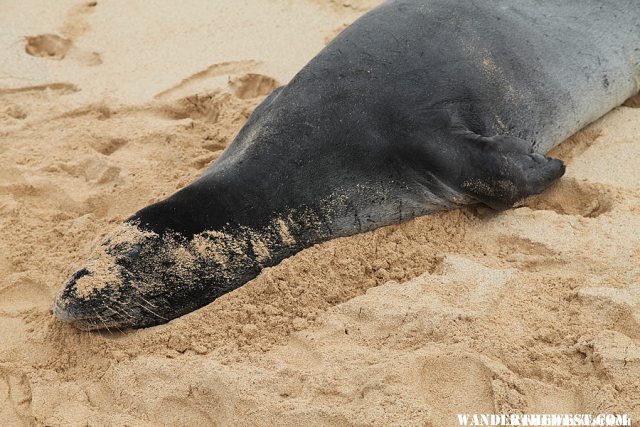 Hawaiian Monk Seal - Poipu