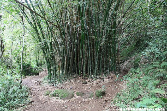 Bamboo - Hanakapi`ai Falls Trail
