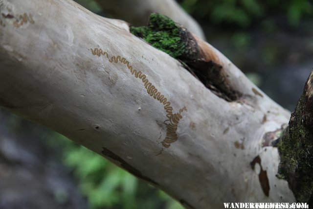 Nature's Art - Hanakapi`ai Falls Trail