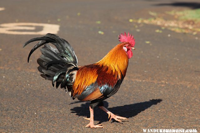 The Ubiquitous Rooster - Poipu