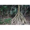 Interesting Trees - Hanakapi`ai Falls Trail