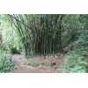 Bamboo - Hanakapi`ai Falls Trail