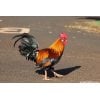 The Ubiquitous Rooster - Poipu