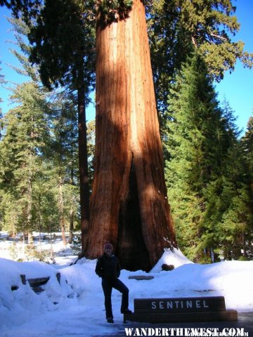 Giant tree Sentinel