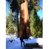 Giant tree Sentinel