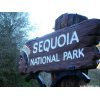 Welcome to Sequoia National Park!