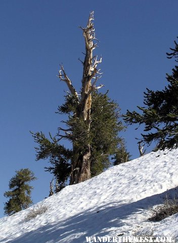 Bristlecone Pines on Telescope Peak