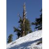 Bristlecone Pines on Telescope Peak