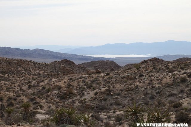 Lost Palms Oasis Trail