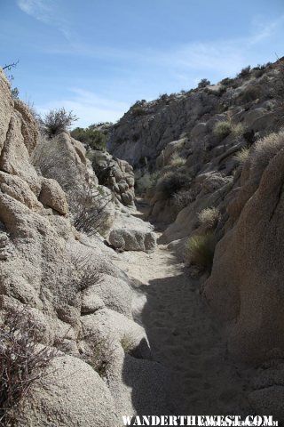 Lost Palms Oasis Trail