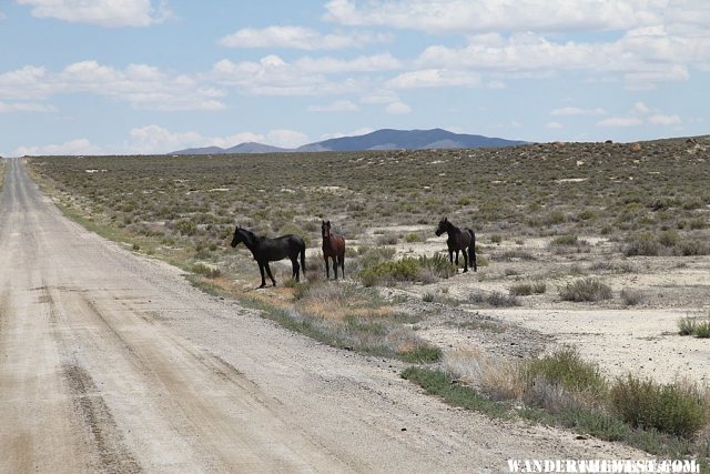 Wild Horses - Black Rock Desert