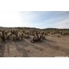 Cholla Cactus Garden