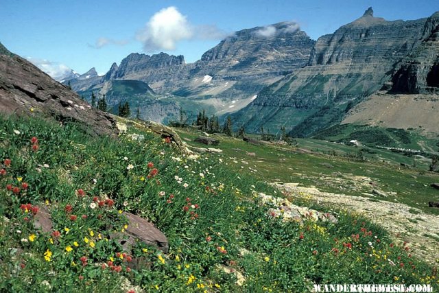 Wildflowers at Logan Pass - Glacier National Park - NPS.gov