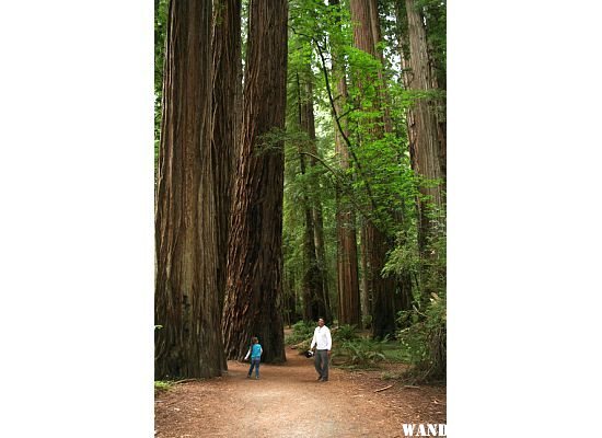 Old growth with daughter