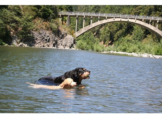Dogs in Mad River