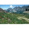 Wildflowers at Logan Pass - Glacier National Park - NPS.gov