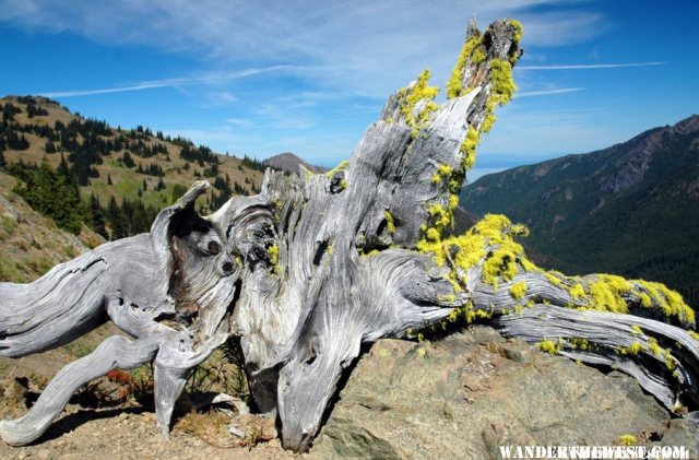 Hurricane Hill Trail