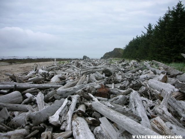 Woody debris on the coastline - August 2007