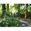 Hoh River Trail - August 2007