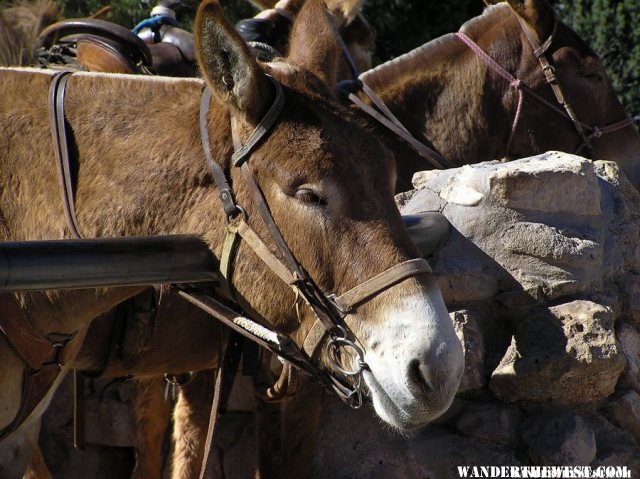 Mules for the Bright Angel Trail