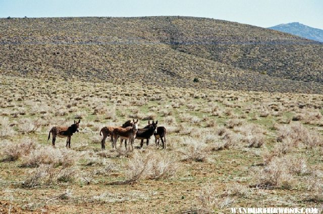 Wild Burros in South Park near Butte Valley