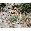 Buzz Worm: Speckled Rattler Near Butte Valley