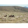 Wild Burros in South Park near Butte Valley