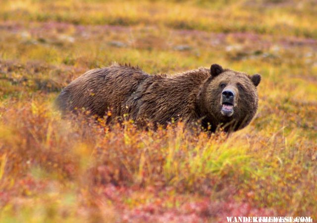 Grizzly Bear - Denali National Park