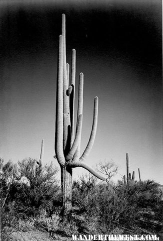 "In Saguaro National Monument" by Ansel Adams, ca. 1933-1942