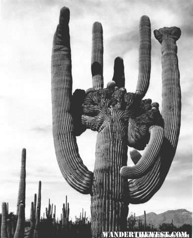 "Saguaros, Saguaro National Monument" by Ansel Adams, ca. 1933-1942