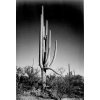 "In Saguaro National Monument" by Ansel Adams, ca. 1933-1942