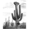 "Saguaros, Saguaro National Monument" by Ansel Adams, ca. 1933-1942