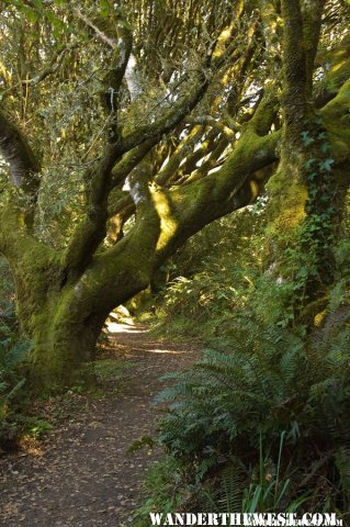 Trail From Heart's Desire Beach