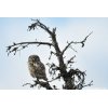 northern Hawk Owl spent the night in our camp