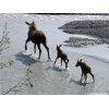 Moose cow and calves on Exit Glacier outwash