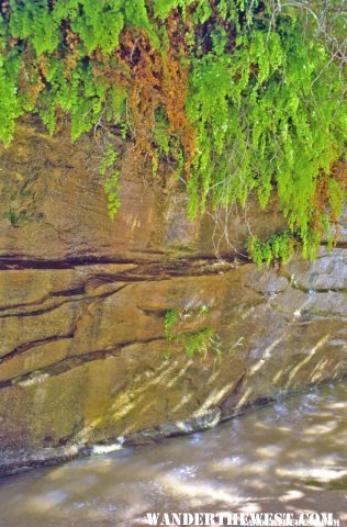 Seeps in Lower Hurricane Wash