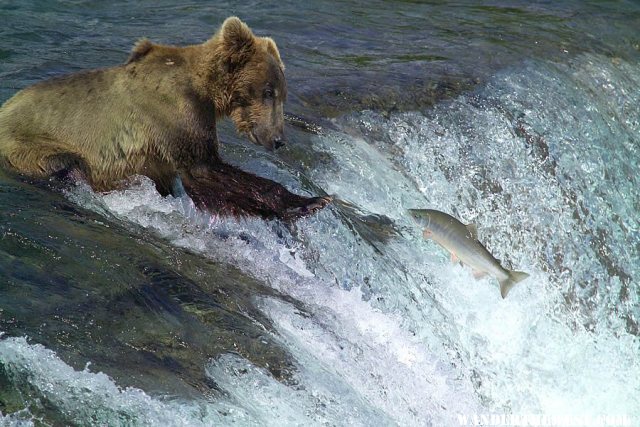 Brown bear sockeye salmon fishing