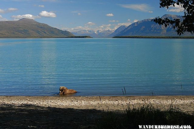 Brown bear at Brooks Camp