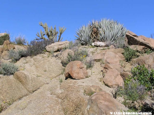 Anza-Borrego Plants