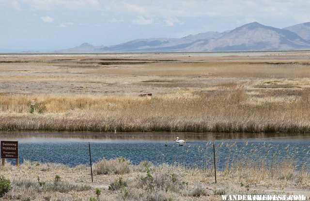 Fish Springs NWR - On the Pony Express Trail