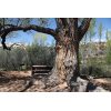 World's largest cottonwood tree - Deer Creek Campground