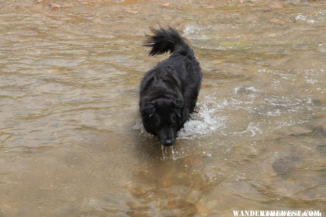 Diego Fording the Fremont River
