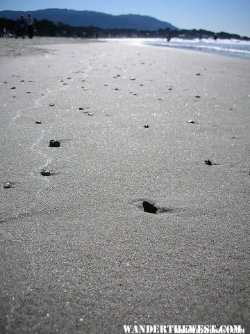 Carmel River State Beach