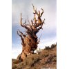 Bristlecone pine tree in the White Mountains