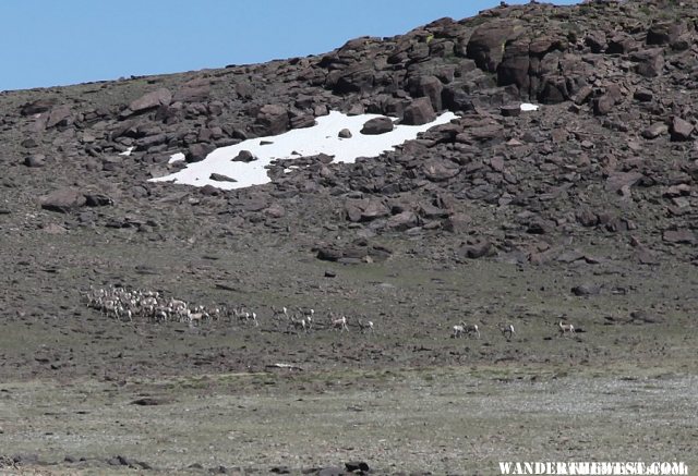Herd of Antelope at the Summit of Mount Jefferson